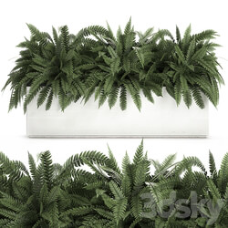 Plant collection 673. flower bed fern outdoor flowerpot pot white flowerpot Scandinavian style street 3D Models 