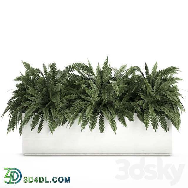 Plant collection 673. flower bed fern outdoor flowerpot pot white flowerpot Scandinavian style street 3D Models