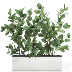 Plant Ficus elastica 675. Thickets ornamental tree white pot flowerpot Scandinavian style bushes 3D Models 
