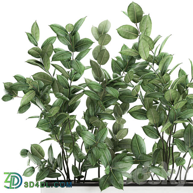 Plant Ficus elastica 675. Thickets ornamental tree white pot flowerpot Scandinavian style bushes 3D Models