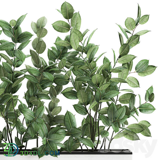 Plant Ficus elastica 675. Thickets ornamental tree white pot flowerpot Scandinavian style bushes 3D Models