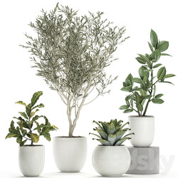 Plant collection 676. Olive ornamental tree white pot ficus croton Scandinavian style indoor decorative small plants bromeliad tree 3D Models 