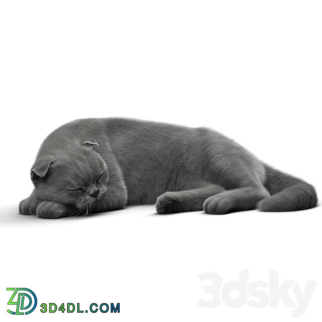 CAT 6 VRay 3D Models