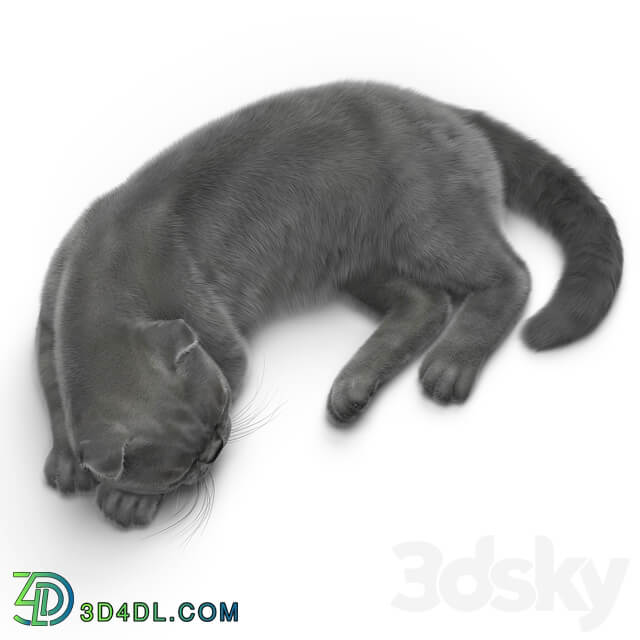 CAT 6 VRay 3D Models