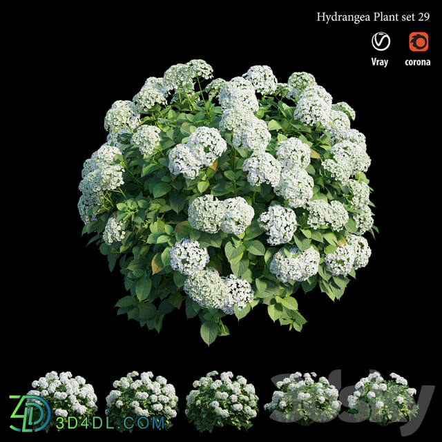 Hydrangea Plant set 29