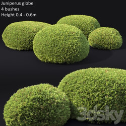 Juniperus Globe 3D Models 