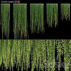 Fitowall Vernonia Elliptica Curtain creeper 