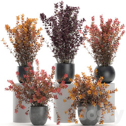 Plant collection 698. Barberry bushes garden landscaping outdoor flowerpot autumn dried flower natural decor 3D Models 