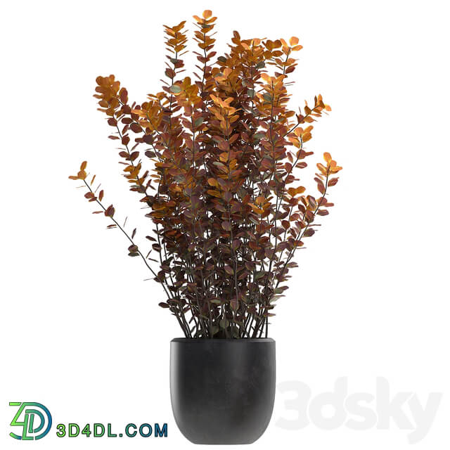 Plant collection 698. Barberry bushes garden landscaping outdoor flowerpot autumn dried flower natural decor 3D Models