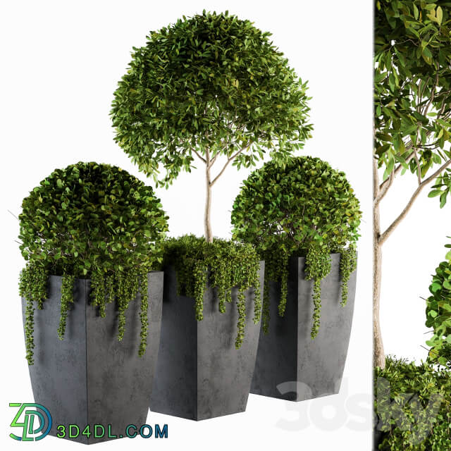 Outdoor Plants Round Topiary Tree Set 75