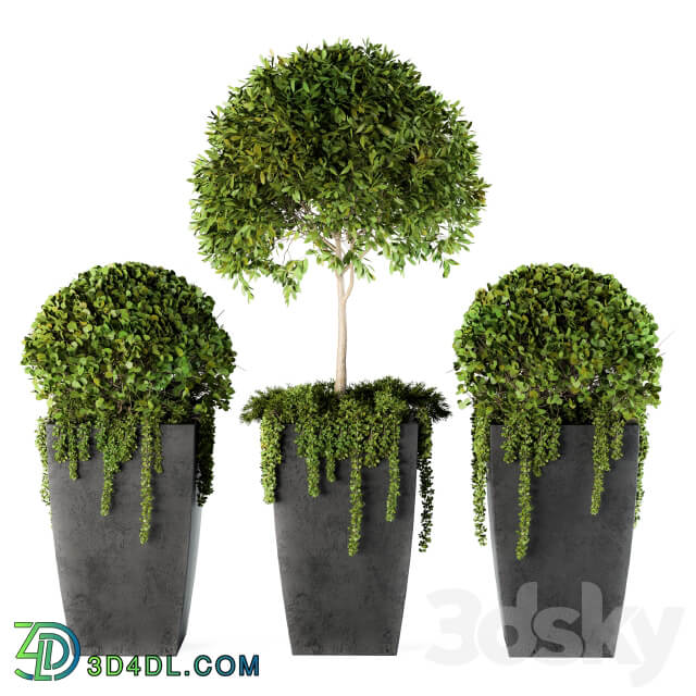 Outdoor Plants Round Topiary Tree Set 75