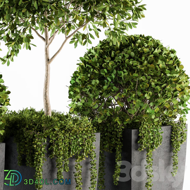 Outdoor Plants Round Topiary Tree Set 75