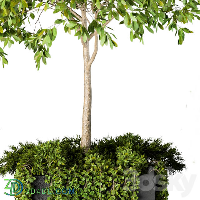 Outdoor Plants Round Topiary Tree Set 75