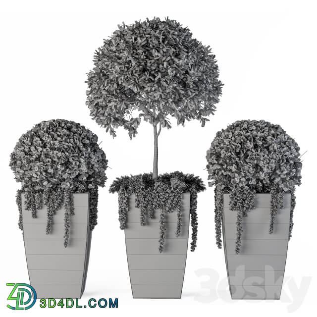 Outdoor Plants Round Topiary Tree Set 75