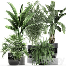 Plant collection 711. Bamboo banana fan palm fern strelitzia black pot flowerpot 3D Models 