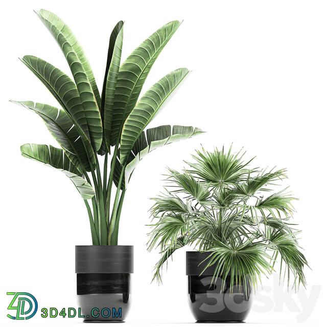Plant collection 711. Bamboo banana fan palm fern strelitzia black pot flowerpot 3D Models