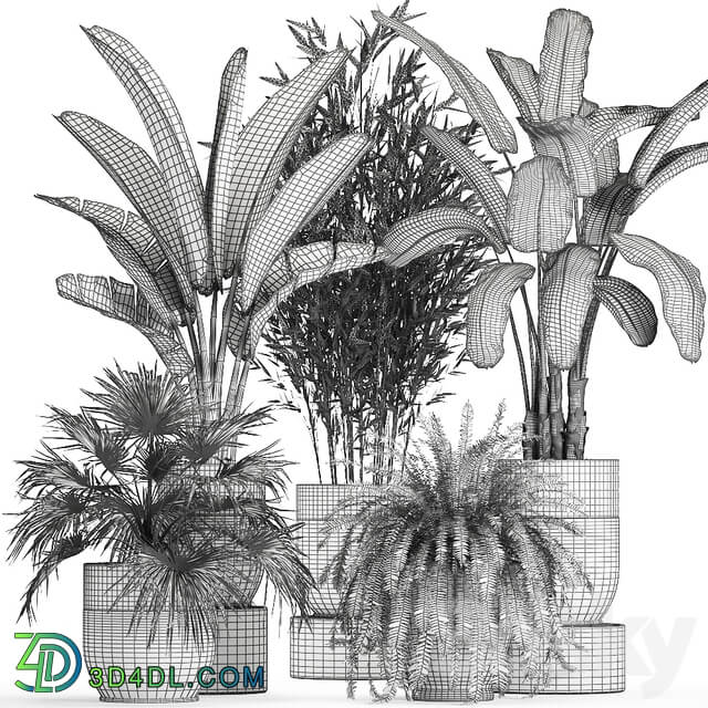 Plant collection 711. Bamboo banana fan palm fern strelitzia black pot flowerpot 3D Models