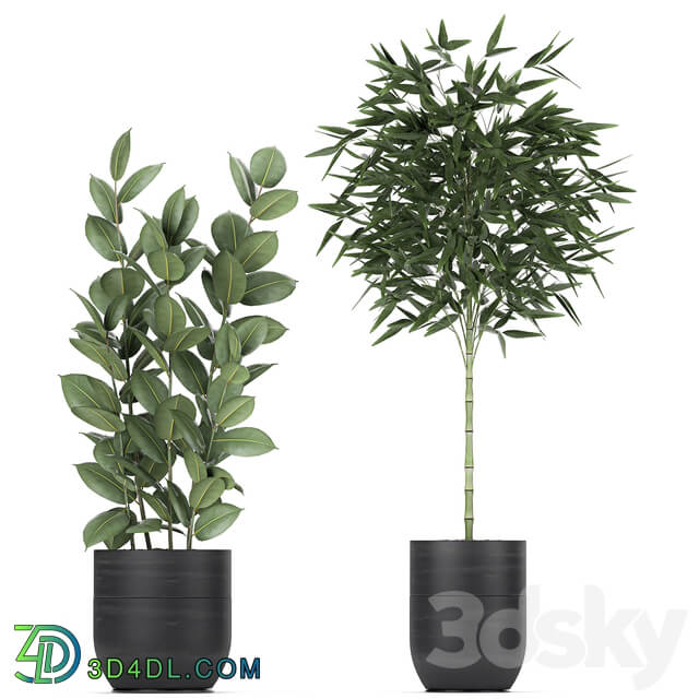 Plant collection 715. Bamboo ficus palm banana black pot plumeria bush exotic plants 3D Models
