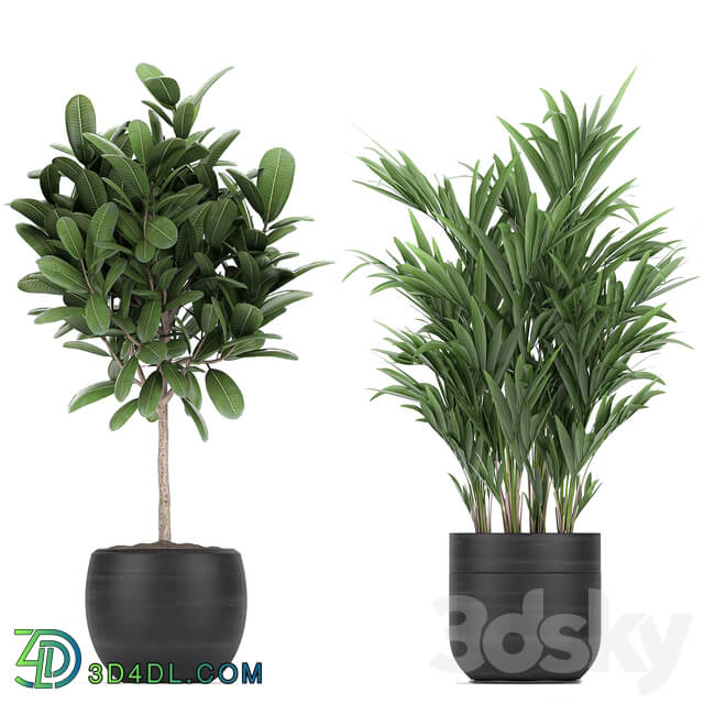 Plant collection 715. Bamboo ficus palm banana black pot plumeria bush exotic plants 3D Models