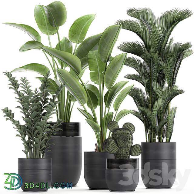 Plant collection 724. Banana strelitzia dipsis palm tree cactus Zamioculcas bush flower lux flowerpot 3D Models