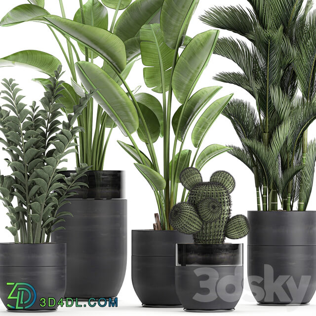 Plant collection 724. Banana strelitzia dipsis palm tree cactus Zamioculcas bush flower lux flowerpot 3D Models