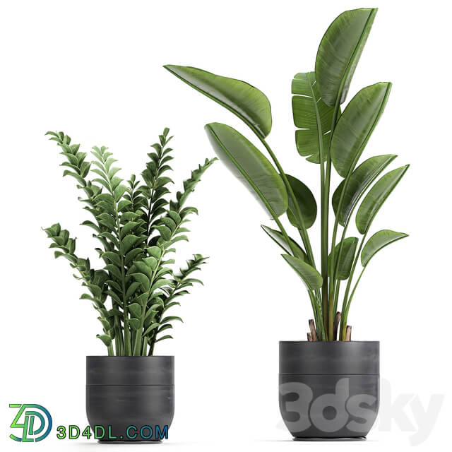 Plant collection 724. Banana strelitzia dipsis palm tree cactus Zamioculcas bush flower lux flowerpot 3D Models