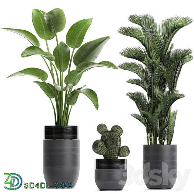 Plant collection 724. Banana strelitzia dipsis palm tree cactus Zamioculcas bush flower lux flowerpot 3D Models