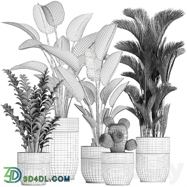 Plant collection 724. Banana strelitzia dipsis palm tree cactus Zamioculcas bush flower lux flowerpot 3D Models