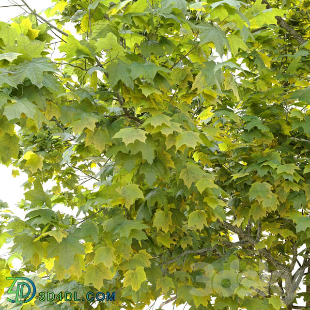 Acer platanoides Norway maple 