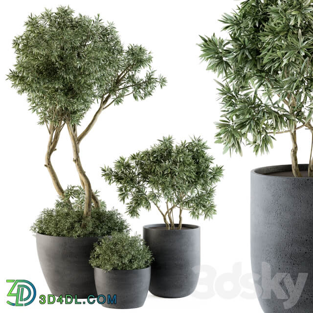 Outdoor Plants Tree in pot Set 90