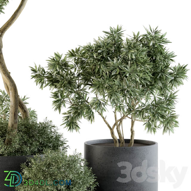 Outdoor Plants Tree in pot Set 90