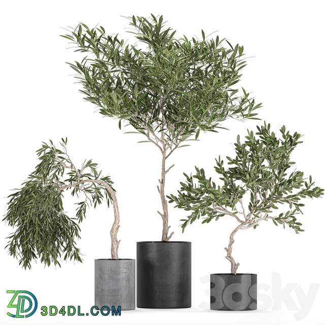 Plant collection 734. 3D Models