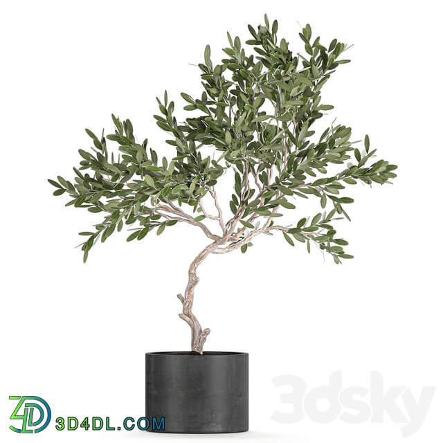 Plant collection 734. 3D Models