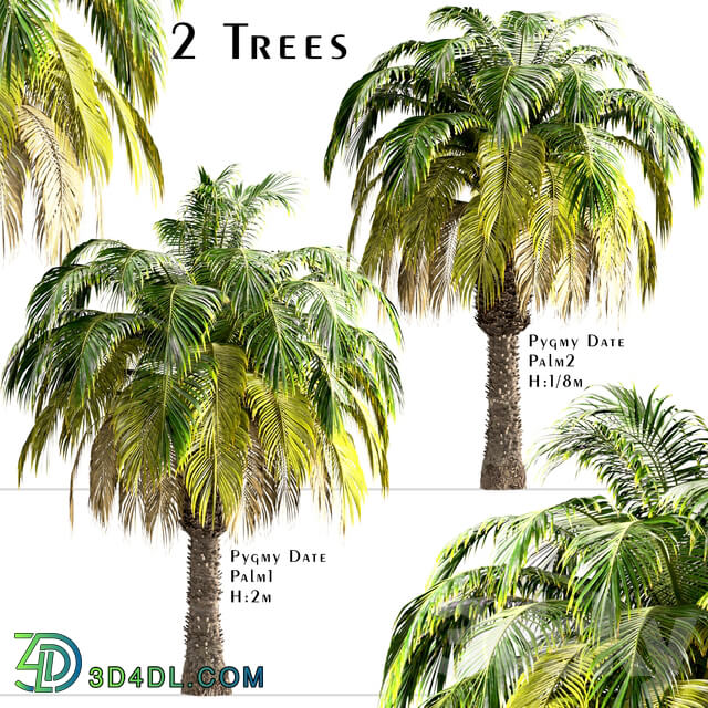Set of Pygmy Date Palm Trees Phoenix Roebelenii 2 Trees 