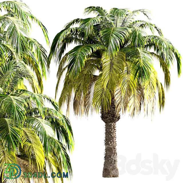 Set of Pygmy Date Palm Trees Phoenix Roebelenii 2 Trees 