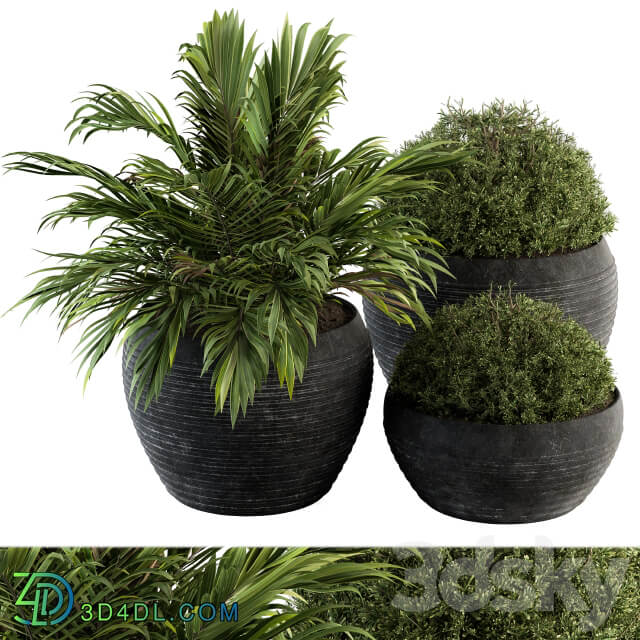 Outdoor Plants tree in Concrete Pot Set 104