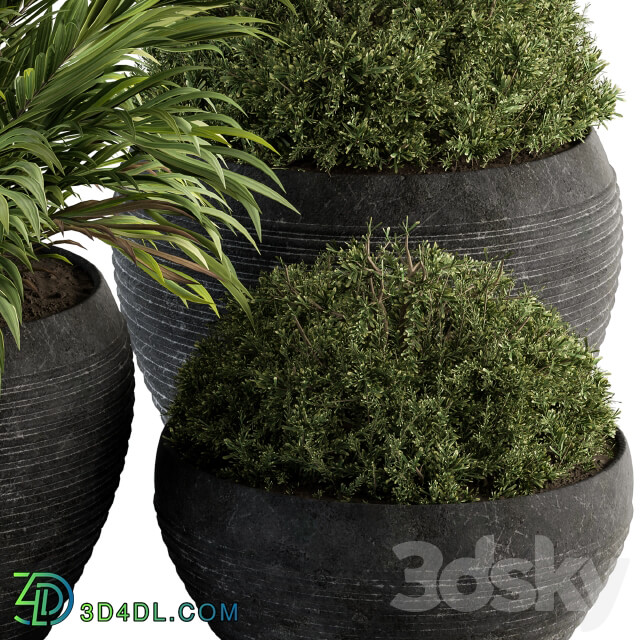 Outdoor Plants tree in Concrete Pot Set 104