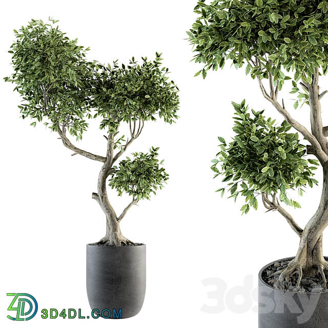 Plant Big Bonsai Indoor Plants 110