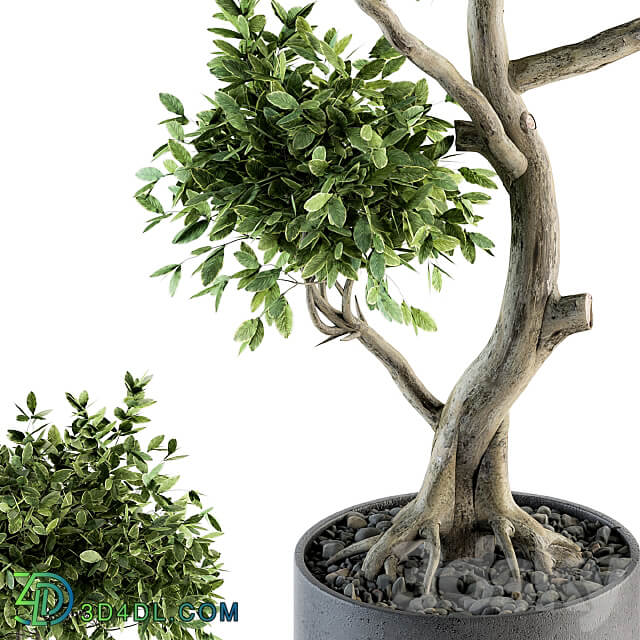 Plant Big Bonsai Indoor Plants 110