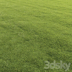 Lawn grass 3D Models 