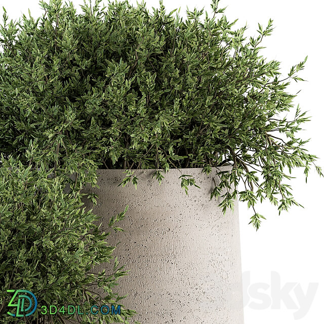 Outdoor Plants tree in Concrete pot Set 125
