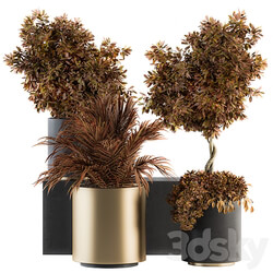 indoor Plant Set 91 Black and Gold Red Plant  