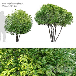 Two coniferous shrub 