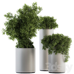 indoor Plant Set 120 Green and White Set 