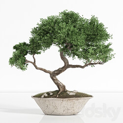 plant bonsai02 