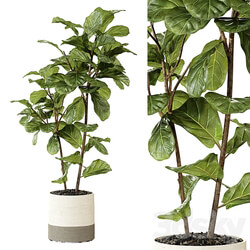 Ateliervierkant Pot CL40 and Ficus Lyrata plant 