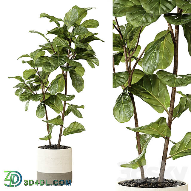 Ateliervierkant Pot CL40 and Ficus Lyrata plant