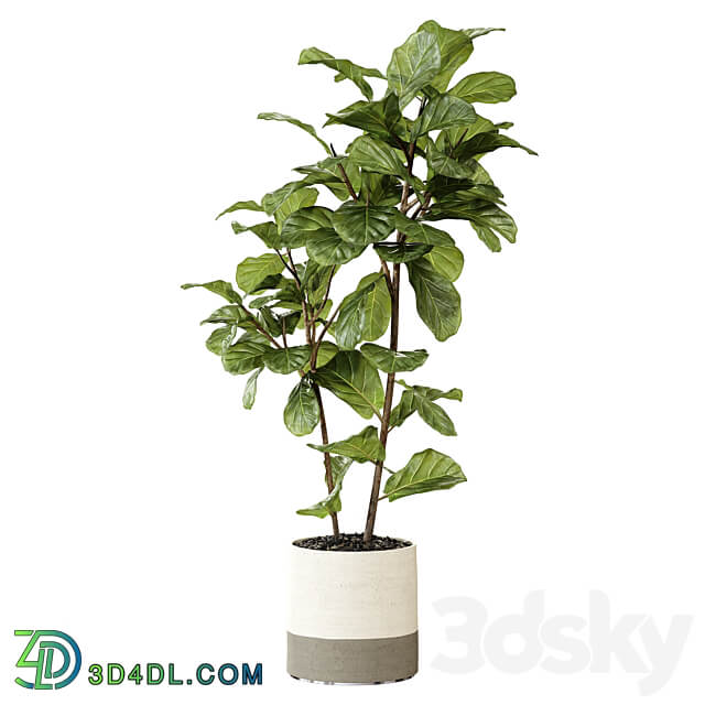 Ateliervierkant Pot CL40 and Ficus Lyrata plant