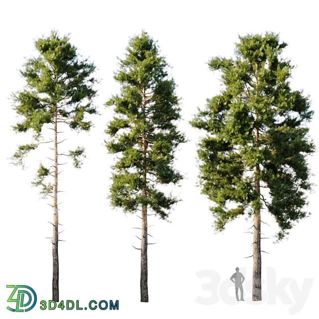 Pinus sylvestris 18m