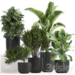 Plant collection 804. 3D Models 